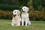 GOLDEN RETRIEVER 922
